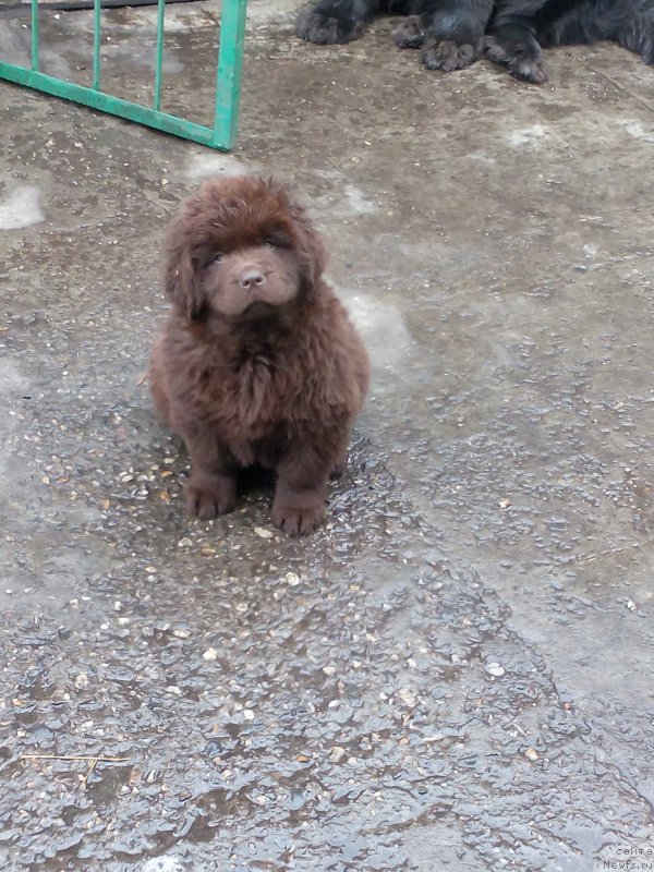 Фото: ньюфаундленд Браунблад МСК Бетани Эйс