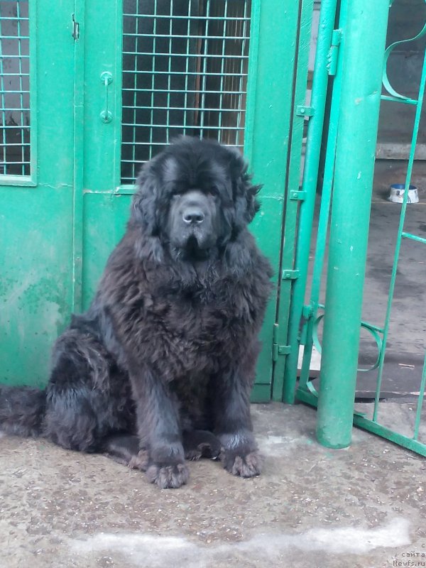 Фото: ньюфаундленд Сент Джонс Заура (Sent Djons Zaura)