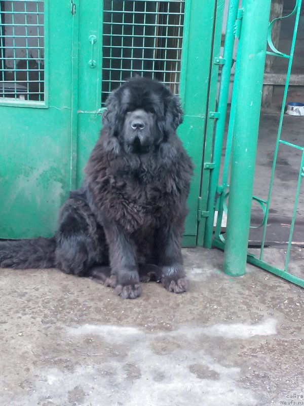 Фото: ньюфаундленд Сент Джонс Заура (Sent Djons Zaura)