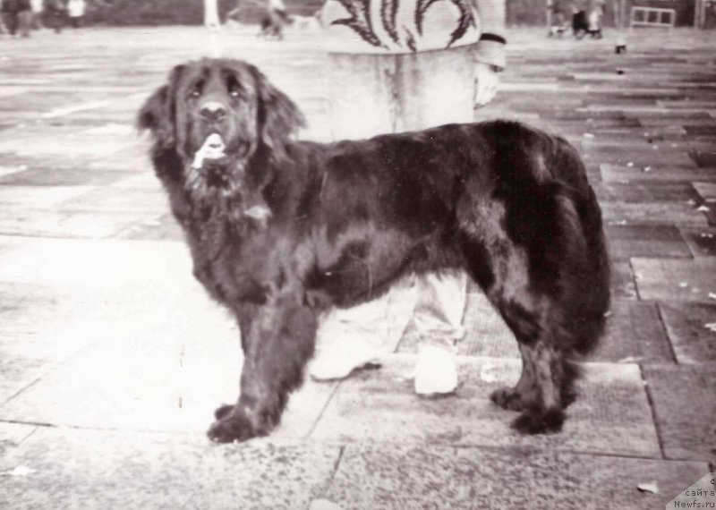 Фото: ньюфаундленд Феладонна Мистери Кайнд