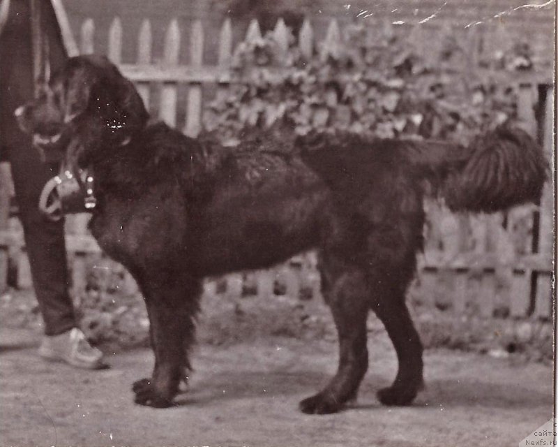 Фото: ньюфаундленд Лира