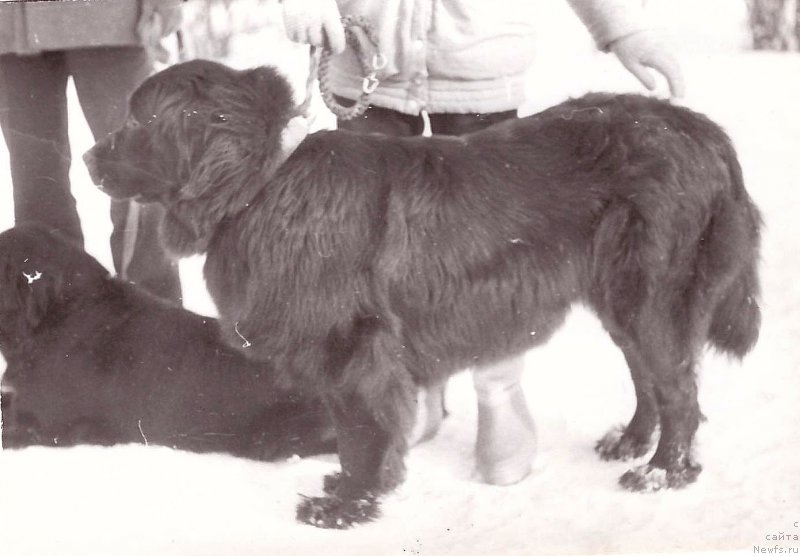 Фото: ньюфаундленд Вайта