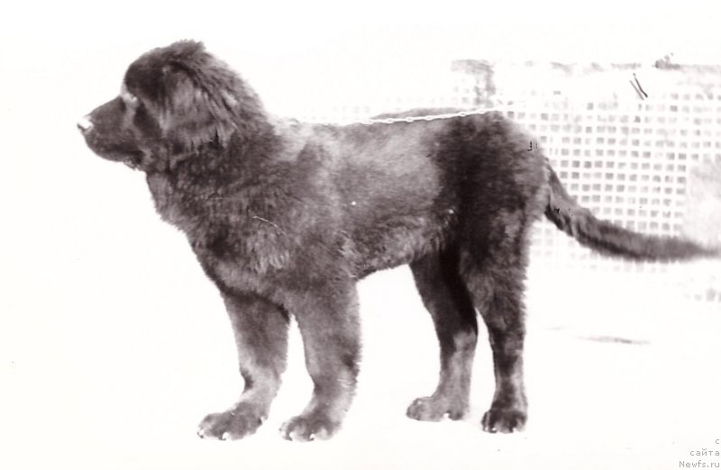 Фото: ньюфаундленд Зей Фрам