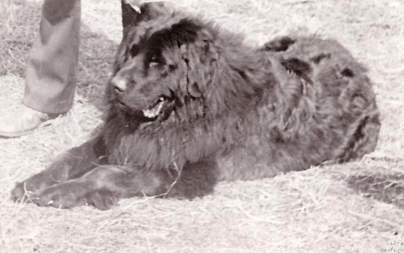 Фото: ньюфаундленд Альбар