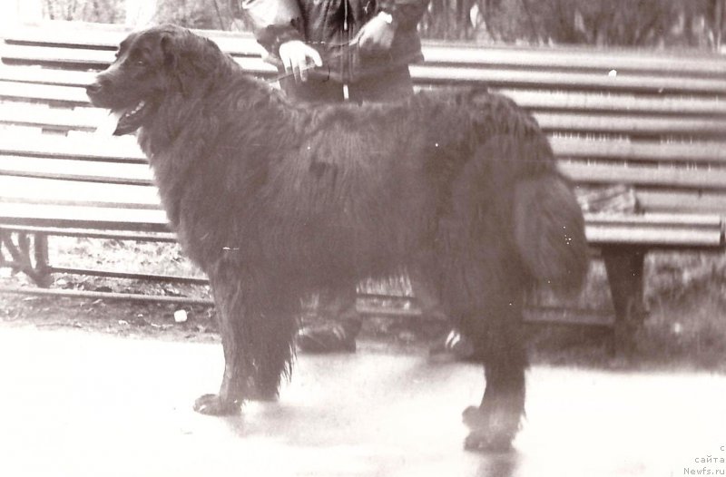 Фото: ньюфаундленд Шанта