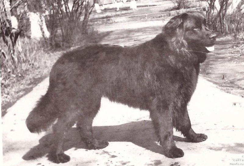 Фото: ньюфаундленд Санта Жу