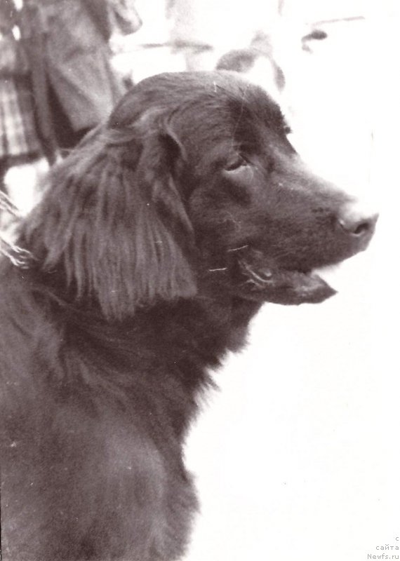 Фото: ньюфаундленд Франта Рад Саги