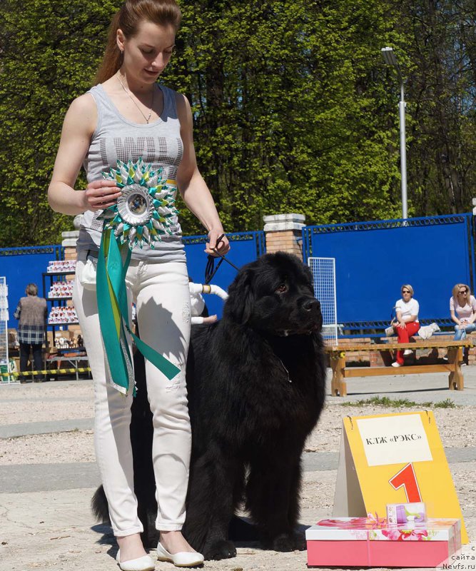 Фото: ньюфаундленд Старбимовлав Демофонт, Элеонора Веселова