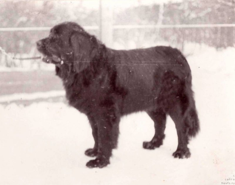 Фото: ньюфаундленд Ашер Зен Шер