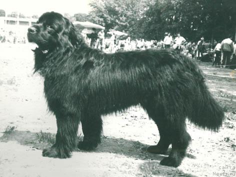 Фото: ньюфаундленд Хим Точ Янус