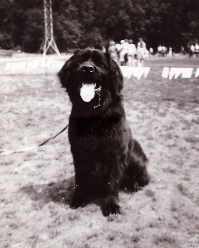 Фото: ньюфаундленд Ашер Зен Шер