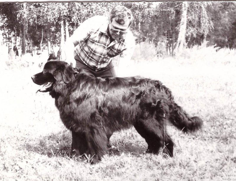 Фото: ньюфаундленд Санда Олс