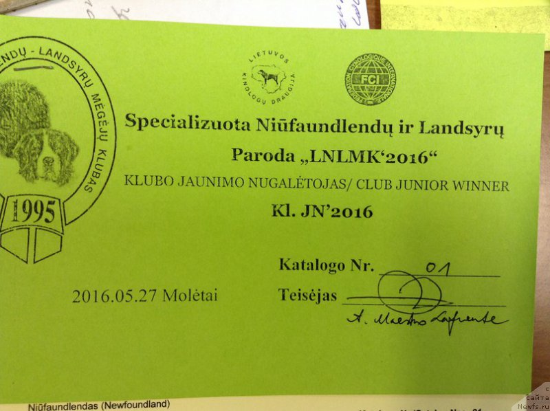 Фото: ньюфаундленд Злато Волмари Босс