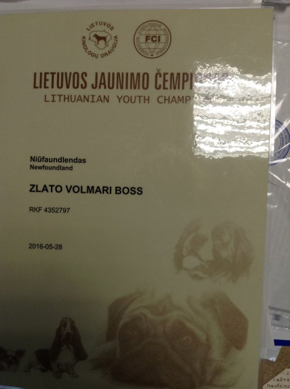 Фото: ньюфаундленд Злато Волмари Босс