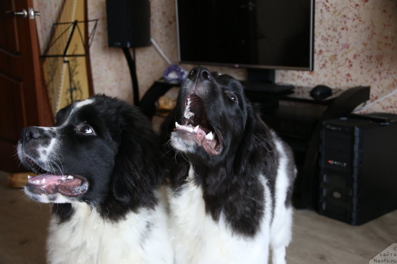 Фото: ньюфаундленд Беринг от Карельских Медведей, ньюфаундленд Бенджамин от Карельских Медведей