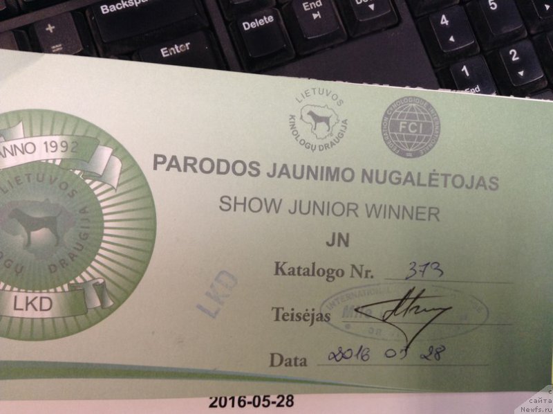 Фото: ньюфаундленд Злато Волмари Босс