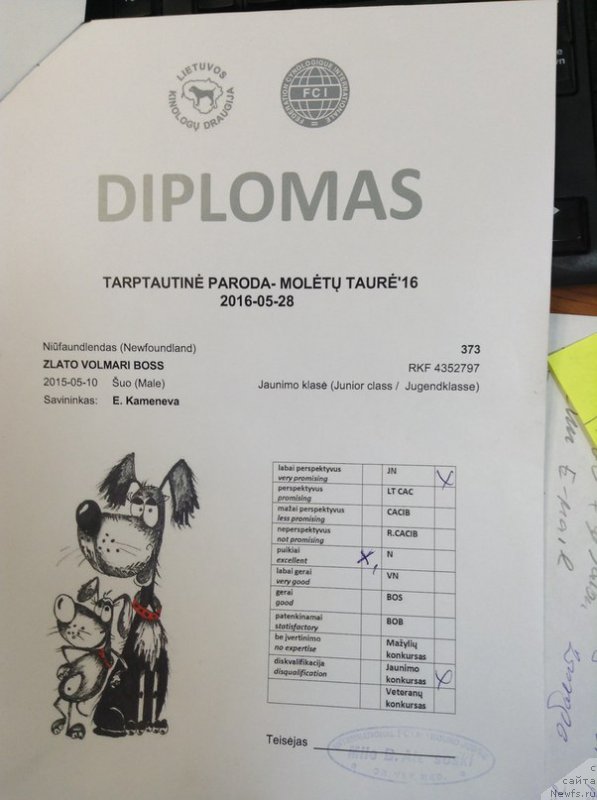 Фото: ньюфаундленд Злато Волмари Босс