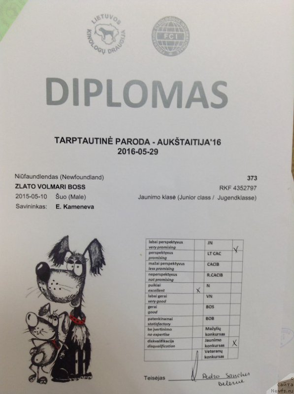 Фото: ньюфаундленд Злато Волмари Босс
