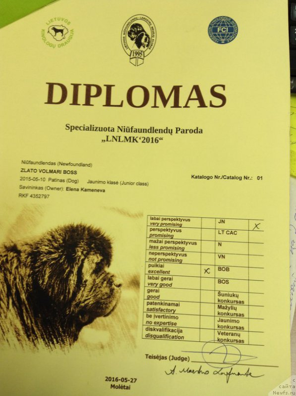 Фото: ньюфаундленд Злато Волмари Босс