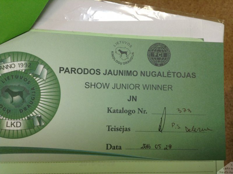 Фото: ньюфаундленд Злато Волмари Босс