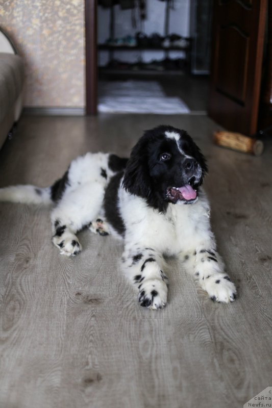 Фото: ньюфаундленд Беринг от Карельских Медведей