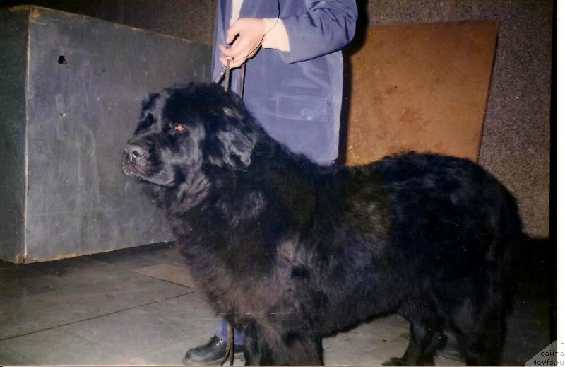 Фото: ньюфаундленд Улисента Ла Фан