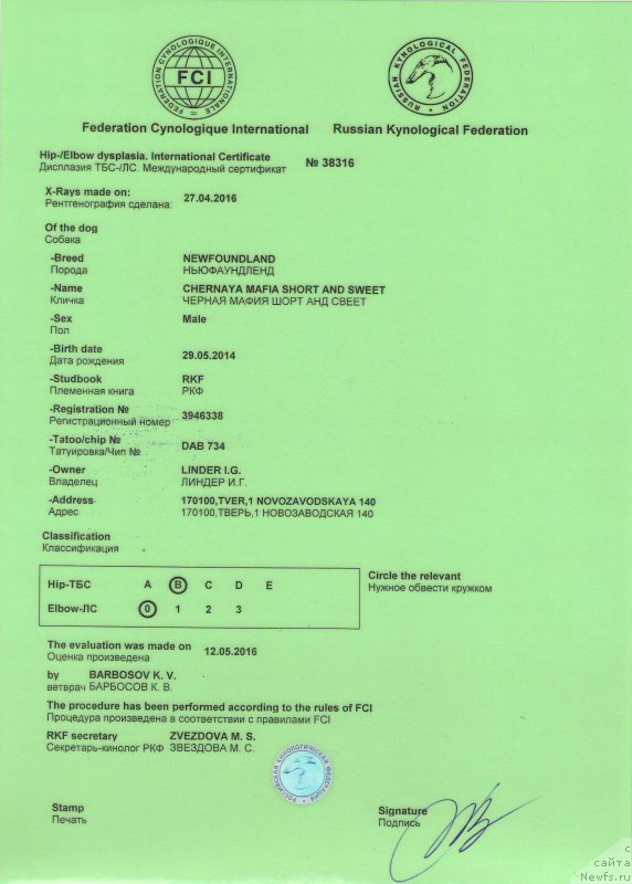 Фото: ньюфаундленд Черная Мафия Шорт анд Свеет (Chernaya Mafia Short and Sweet)