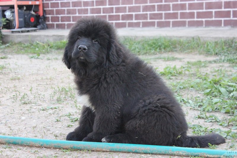 Фото: ньюфаундленд Терра Виктория Биг Маззи