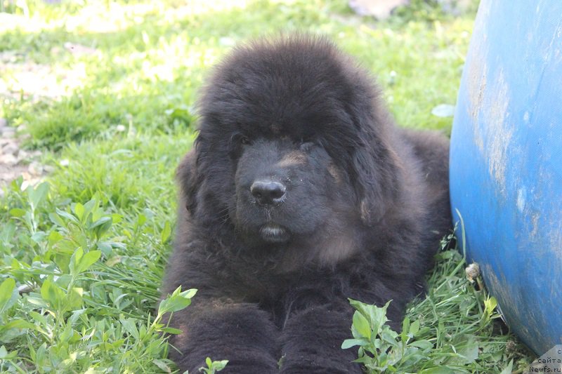 Фотография № 208342