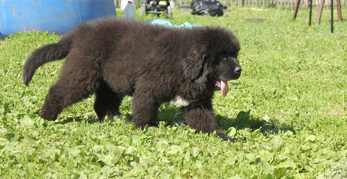 Фото: ньюфаундленд Терра Виктория Биг Маззи