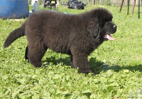 Фотография № 208344