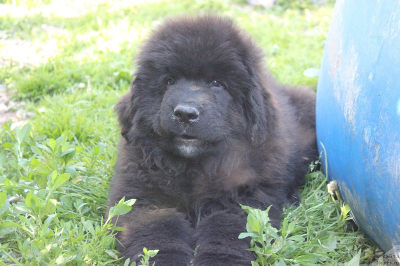 Фотография № 208345