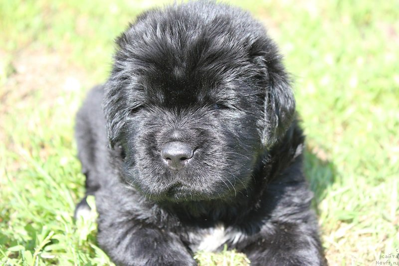 Фото: ньюфаундленд Жадор Ле Перле Нуар, ньюфаундленд Супер Бизон Лилимэн (Super Bizon Liliman)