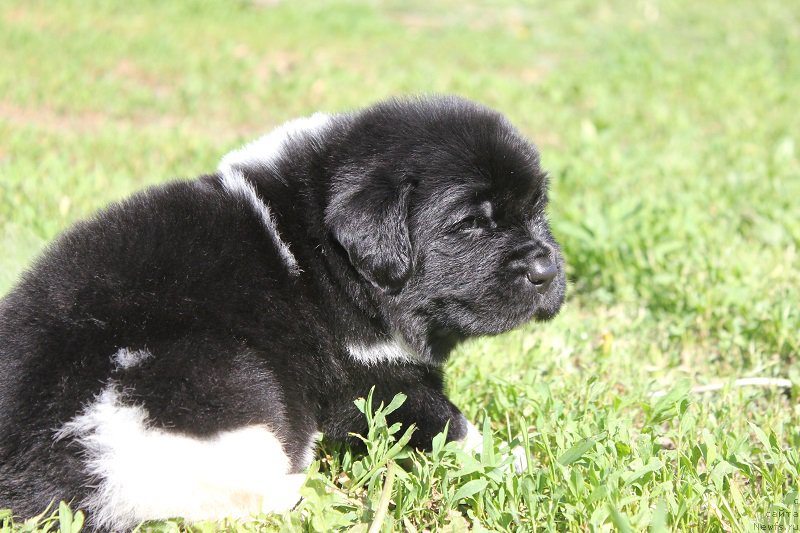 Фотография № 208353