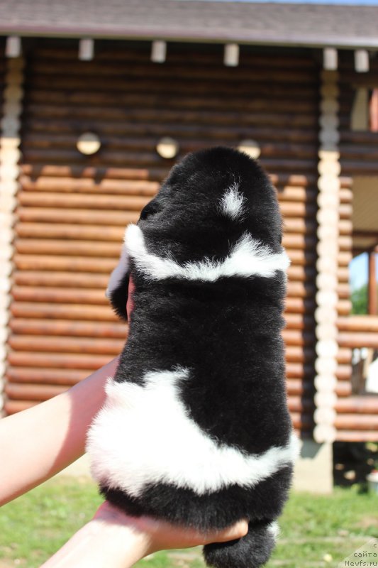 Фотография № 208356