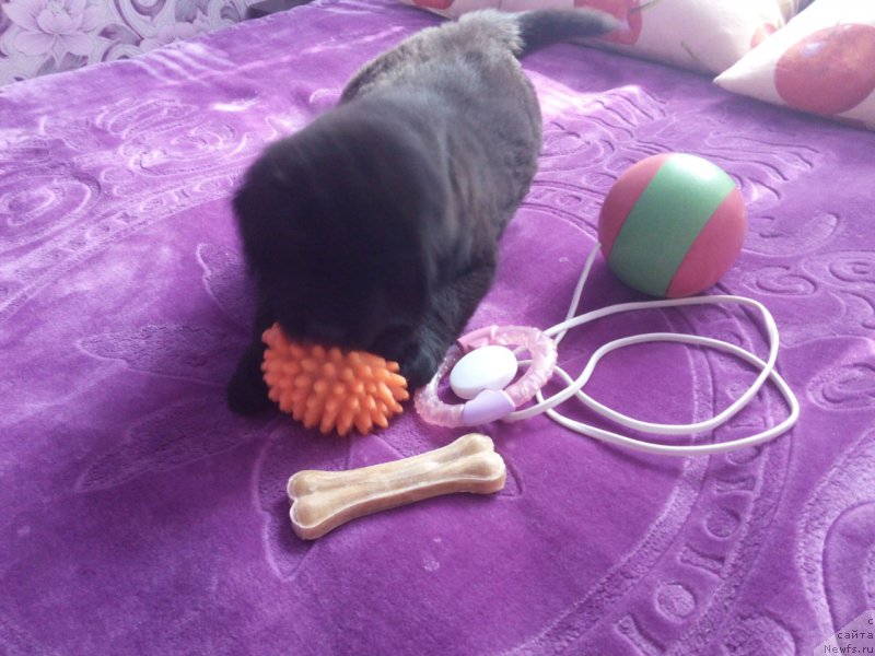 Фото: ньюфаундленд Браунблад МСК Берта Ленора