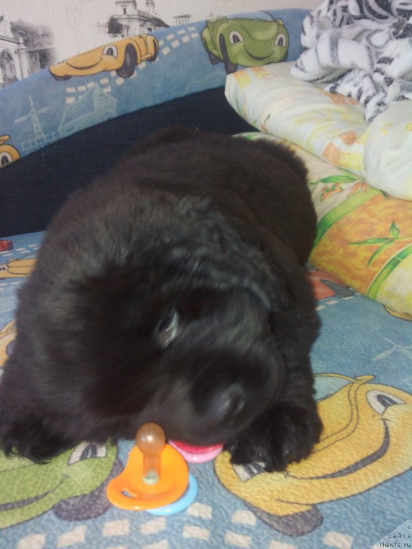 Фото: ньюфаундленд Браунблад МСК Берта Ленора