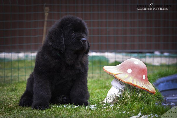 Фото: ньюфаундленд Aragon Goldi Rejn