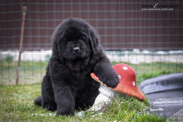 Фото: ньюфаундленд Aragon Goldi Rejn