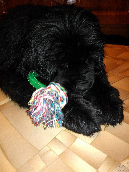 Фото: ньюфаундленд Aragon Goldi Rejn