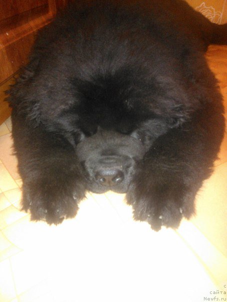 Фото: ньюфаундленд Aragon Goldi Rejn
