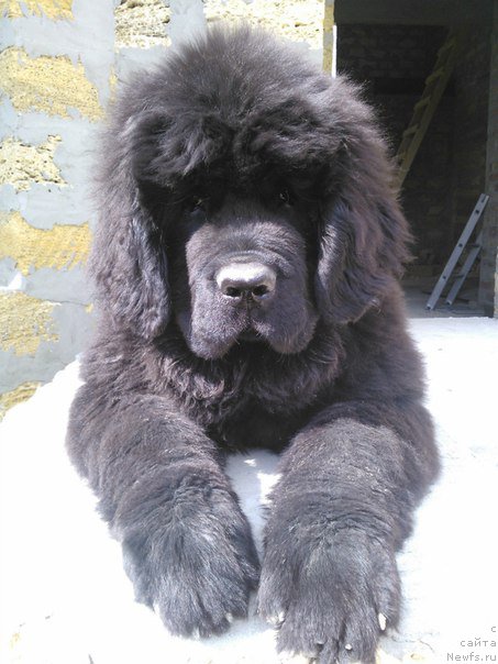 Фото: ньюфаундленд Aragon Goldi Rejn