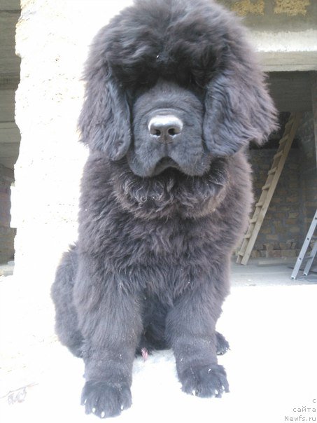 Фото: ньюфаундленд Aragon Goldi Rejn