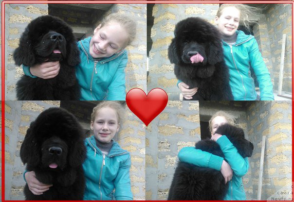 Фото: ньюфаундленд Aragon Goldi Rejn