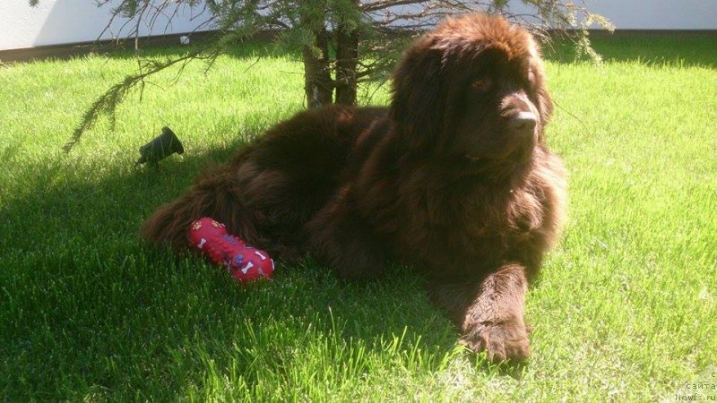 Фото: ньюфаундленд Ньюфорт Вивиан