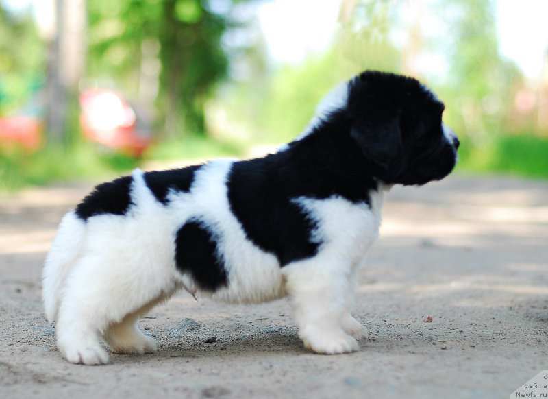 Фотография № 208394