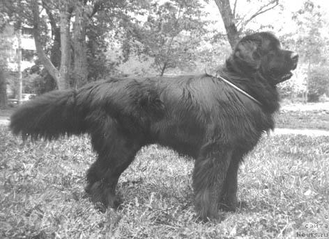 Фото: ньюфаундленд Оливье Де Ля Юнс