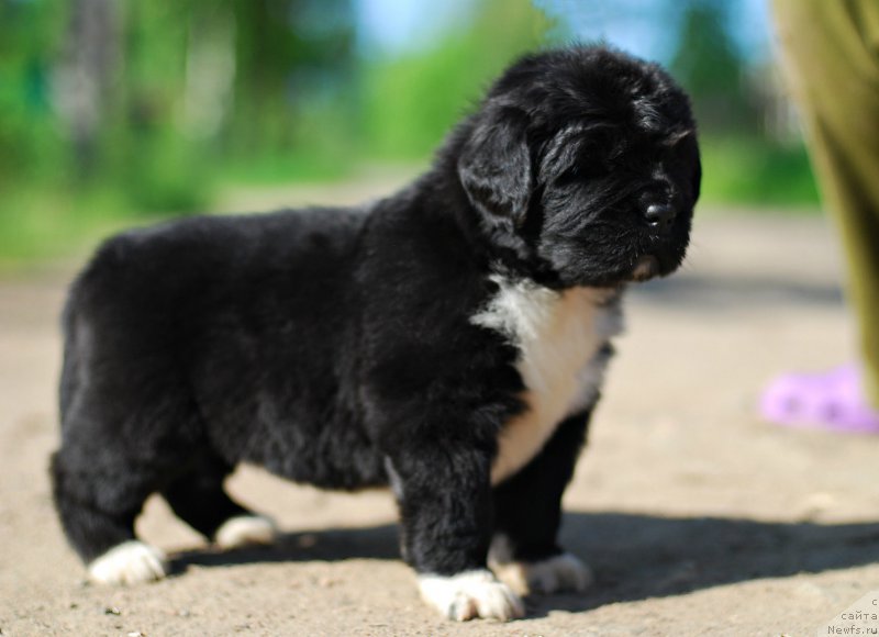 Фотография № 208404