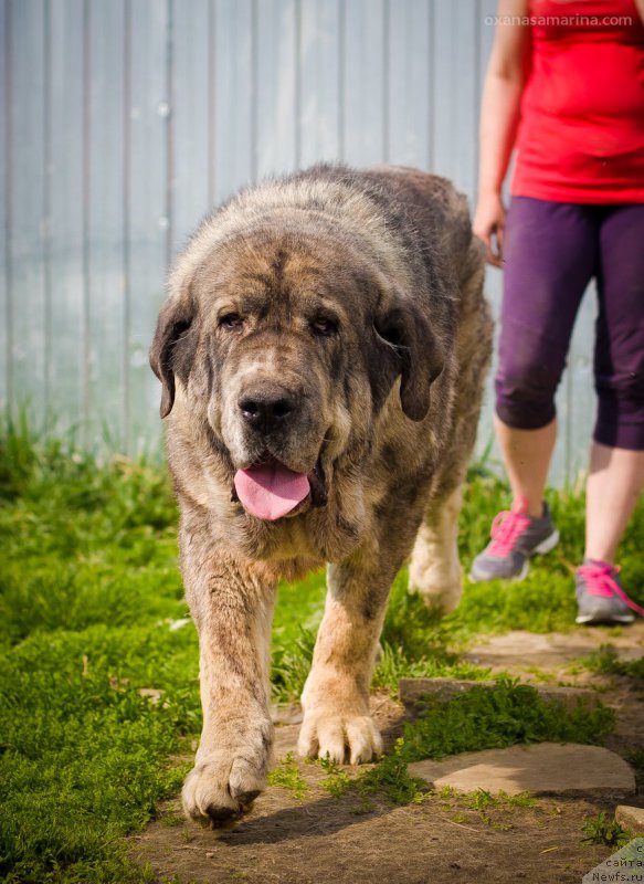 Фото: ньюфаундленд Ньюфорт Бестселлер