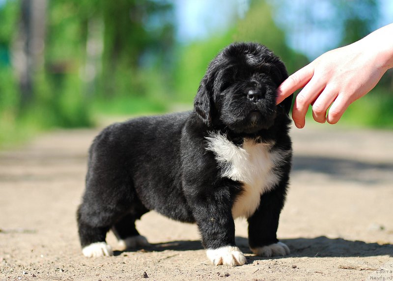 Фотография № 208406